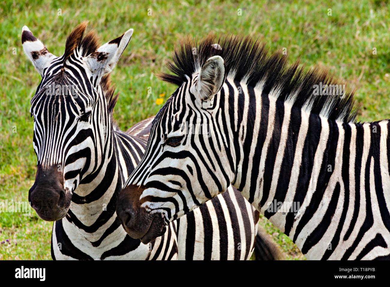 Zebra x 2 Stock Photo