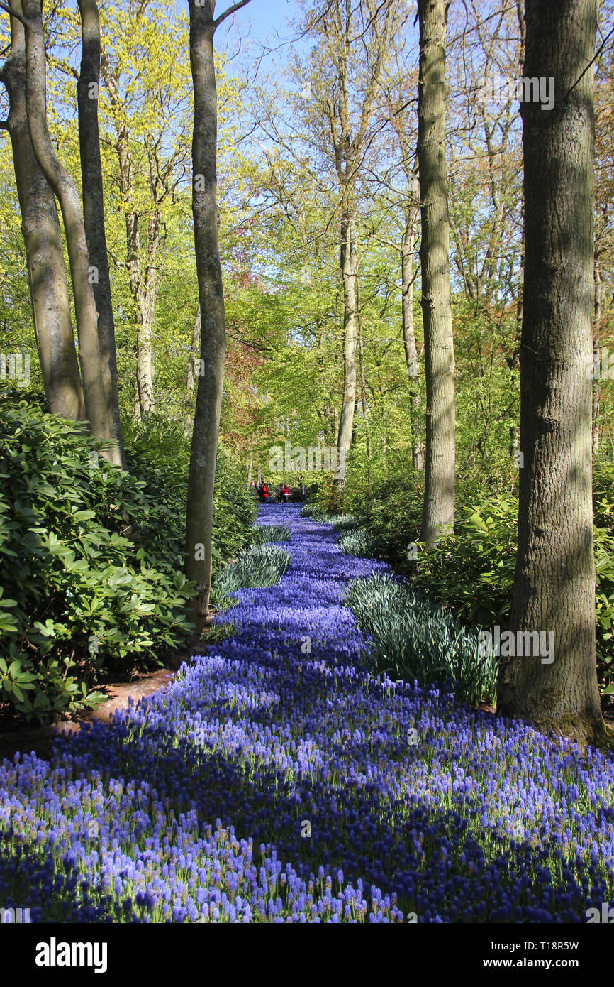 Endless blue river field made of violet beautiful Muscari flowers. Spring time in Keukenhof flower garden, Netherlands Stock Photo