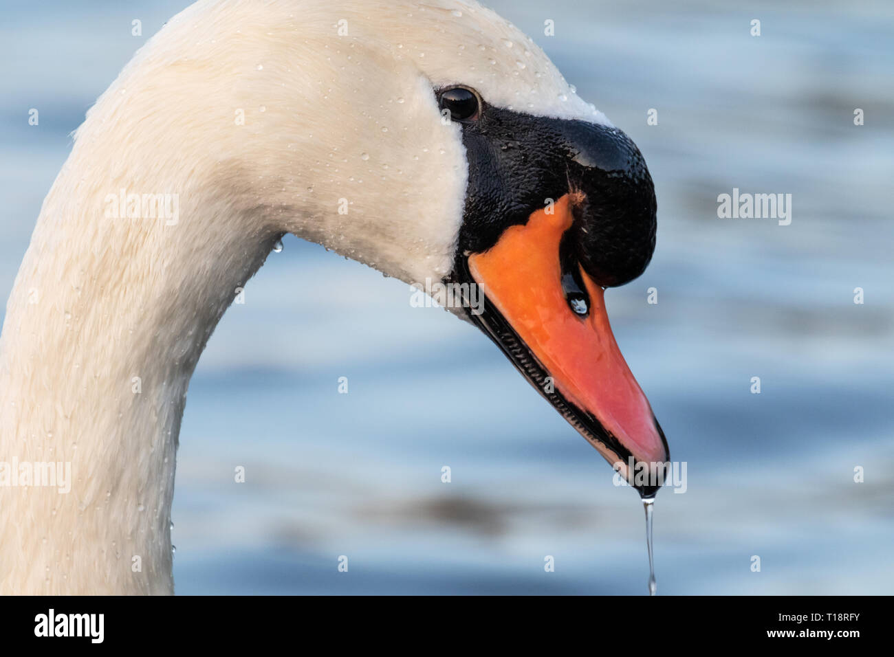 head shot portrait white swan in a pond Stock Photo
