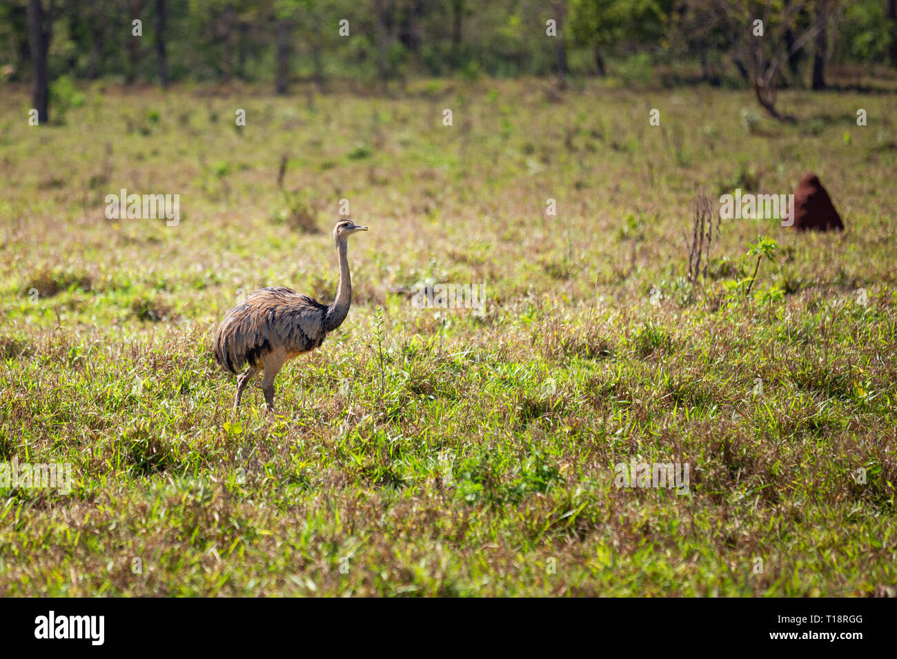 wild ostrich nandu walking on the meadow Stock Photo