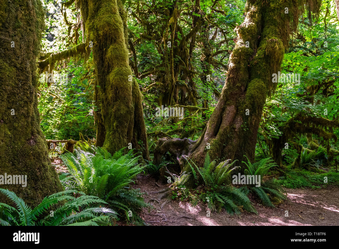 Trees with moss, sword ferns and lush vegetation in Hoh Forest, Olympic National Park, Washington state, USA. Stock Photo