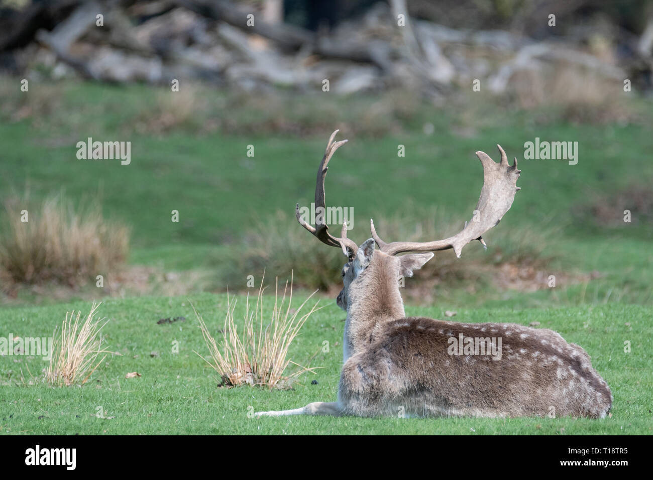 A Male Fallow Deer Relaxing In A Field Stock Photo 241754889 Alamy