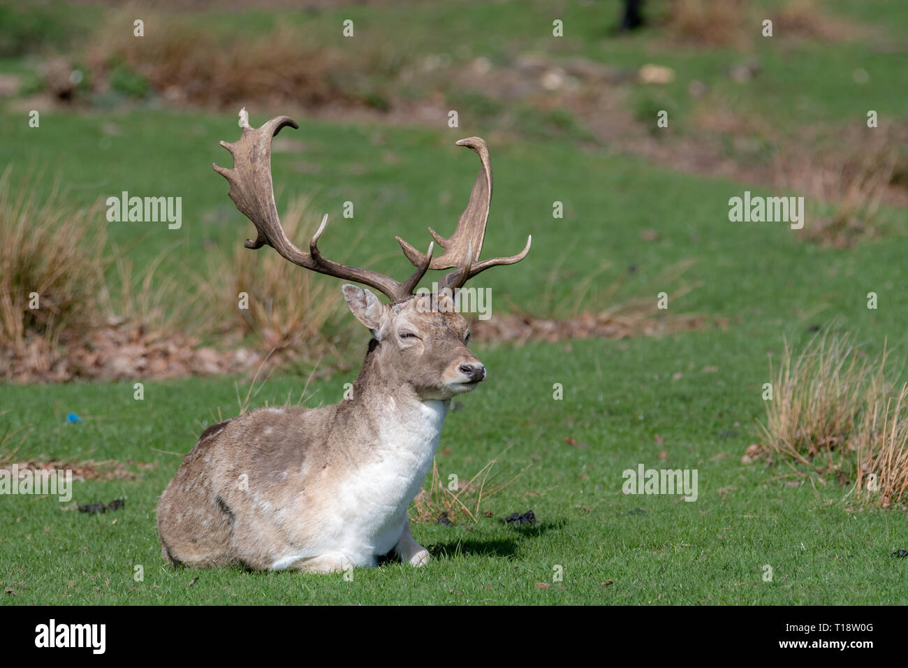A Male Fallow Deer Relaxing In A Field Stock Photo 241755040 Alamy