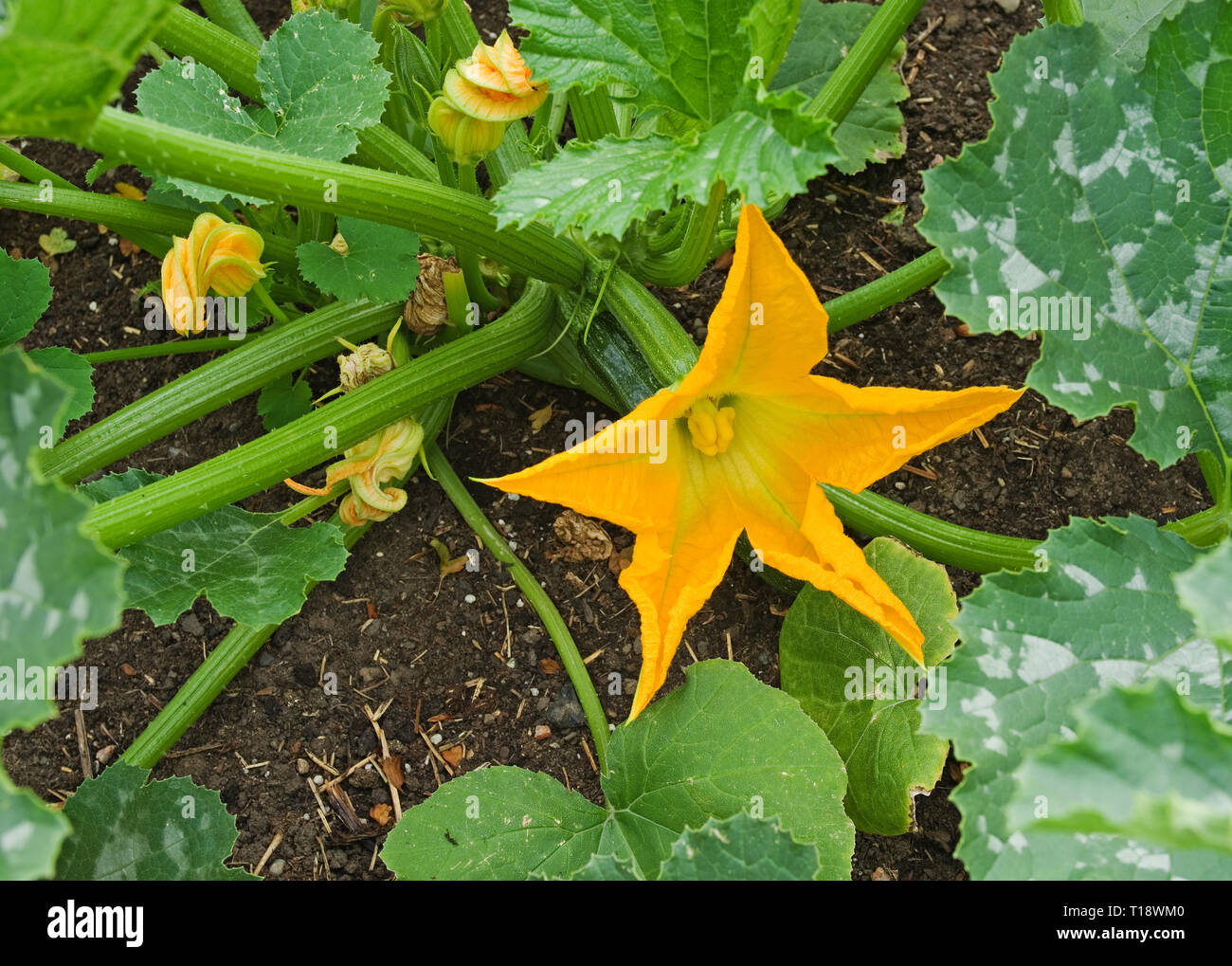 Closeup of yellow courgette flowers on courgette plants variety F1