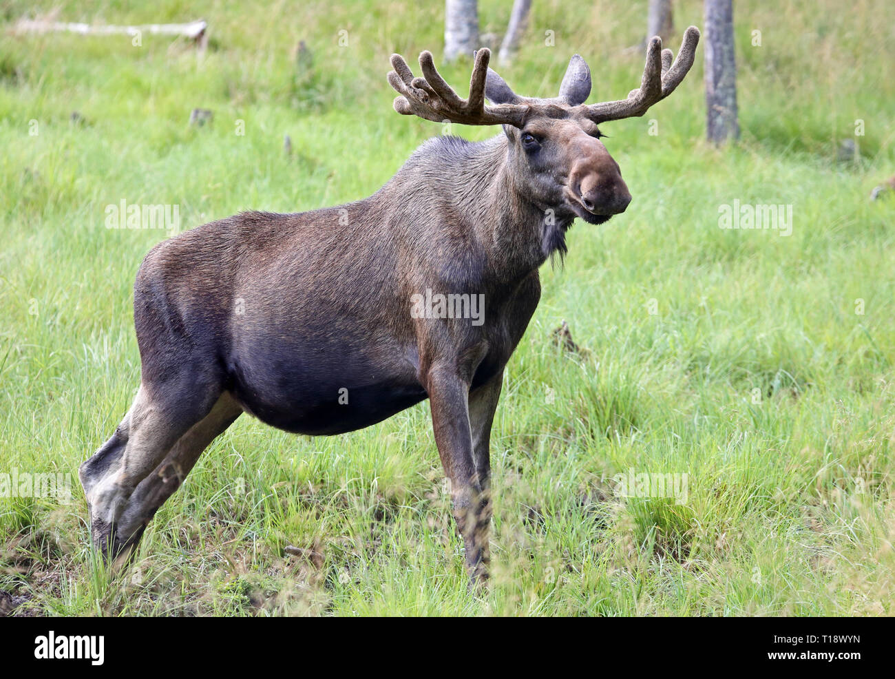 Portrait of a Moose bull (Alces alces) Stock Photo