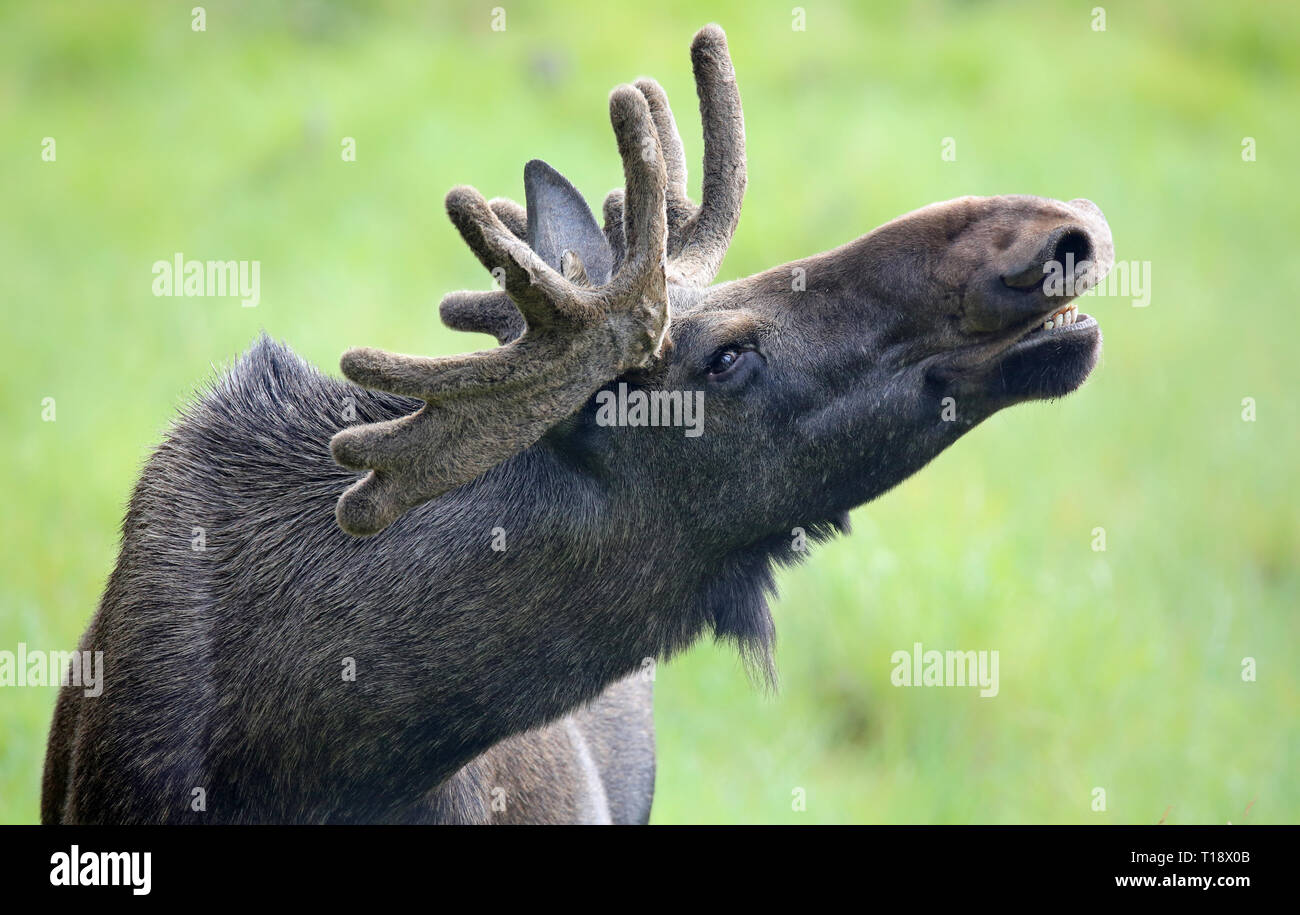 Portrait of a roaring Moose bull (Alces alces) Stock Photo