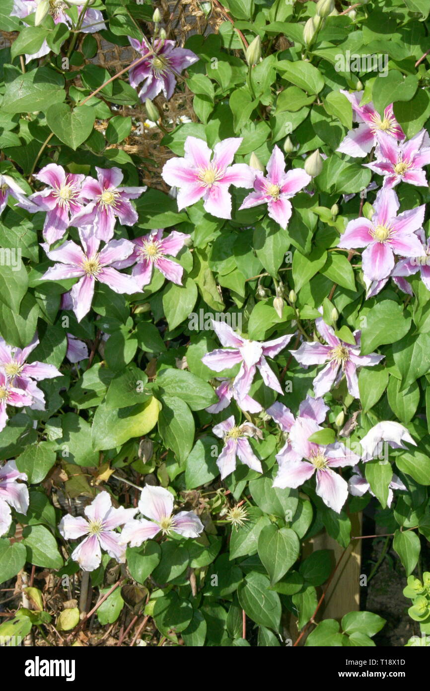 Closeup of a pink flowering clematis (Clematis Stock Photo Alamy