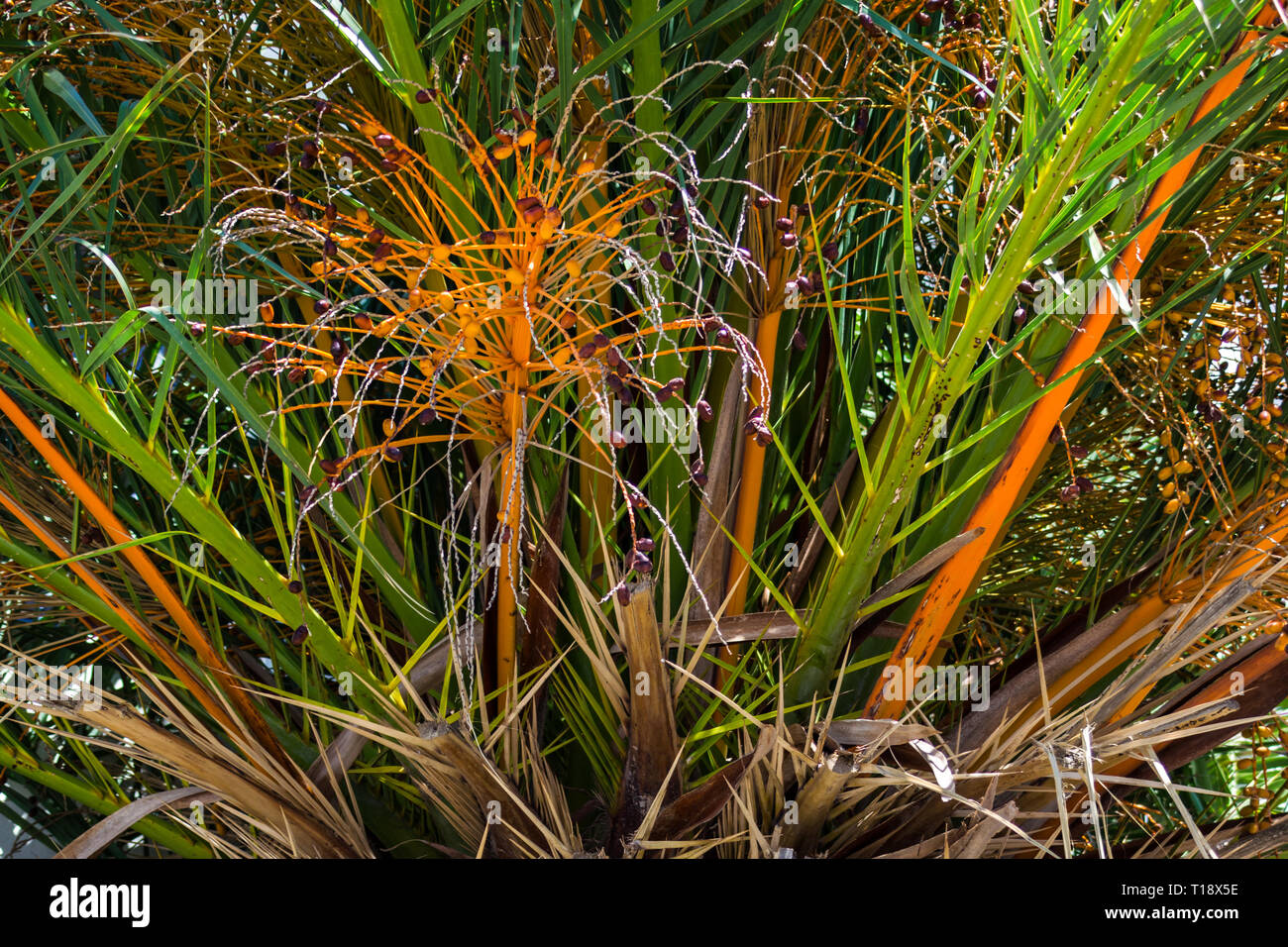 Tropical texture hi-res stock photography and images - Alamy