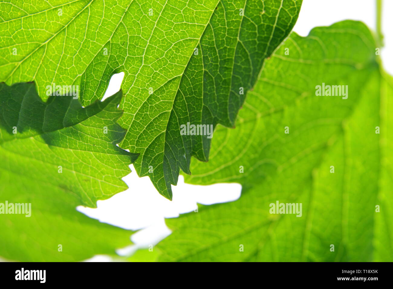 Green leaves isolated on white background Stock Photo - Alamy