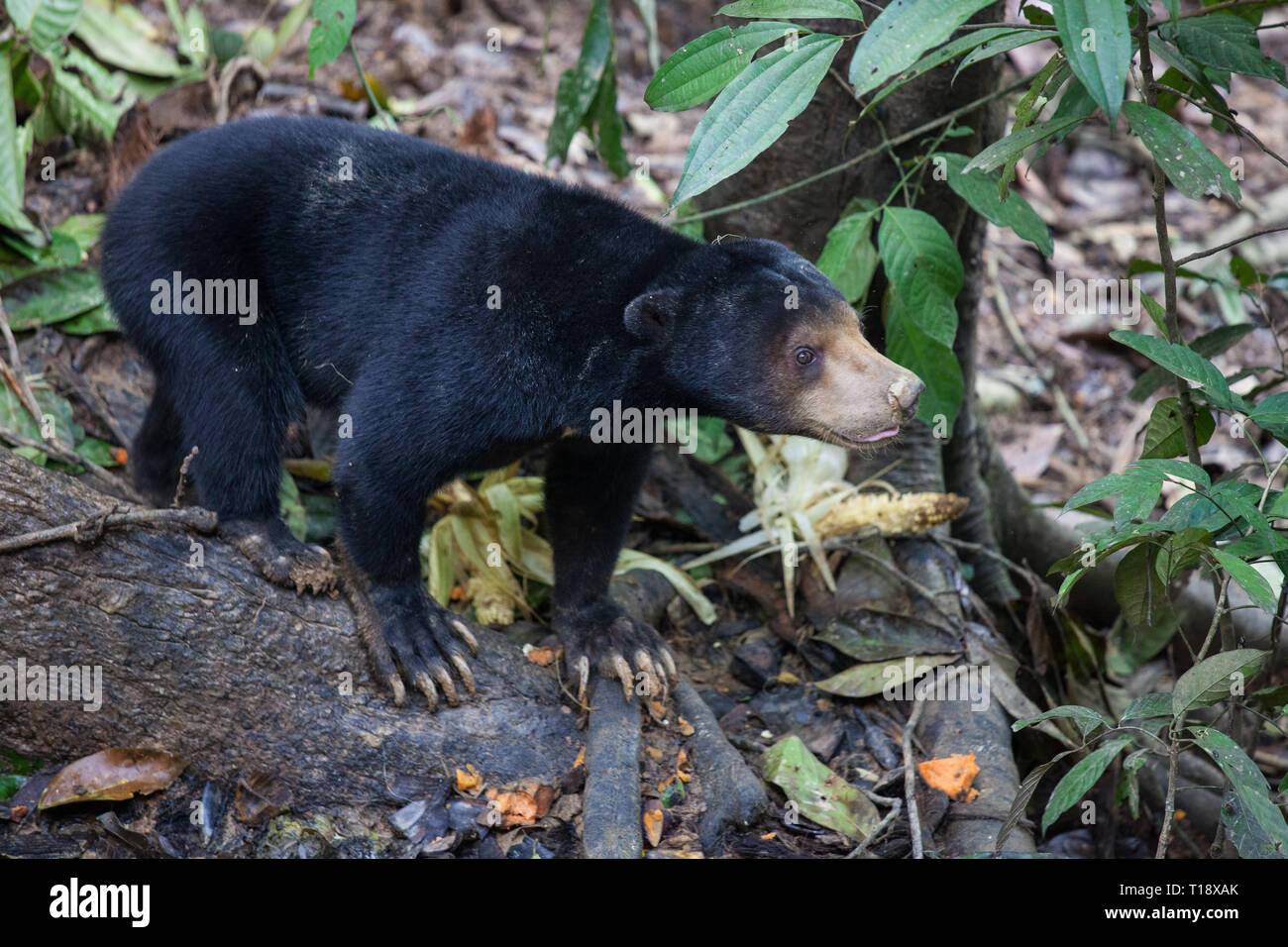Sun bear, Helarctos malayanus, the smallest bear in the world, the sun bear native to the rainforests of South east Asia, a very talented tree climber Stock Photo