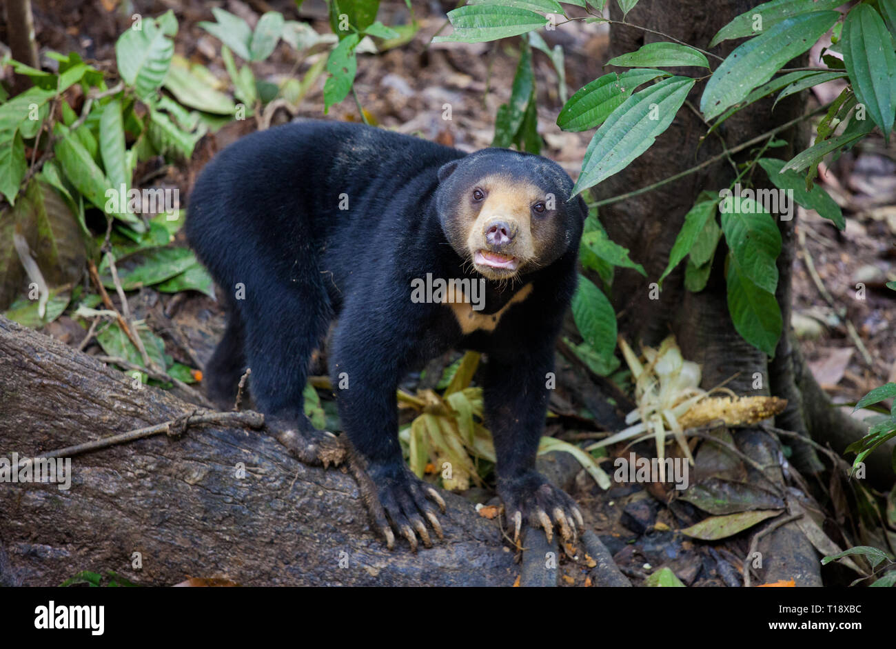 Sun bear, Helarctos malayanus, the smallest bear in the world, the sun bear native to the rainforests of South east Asia, a very talented tree climber Stock Photo