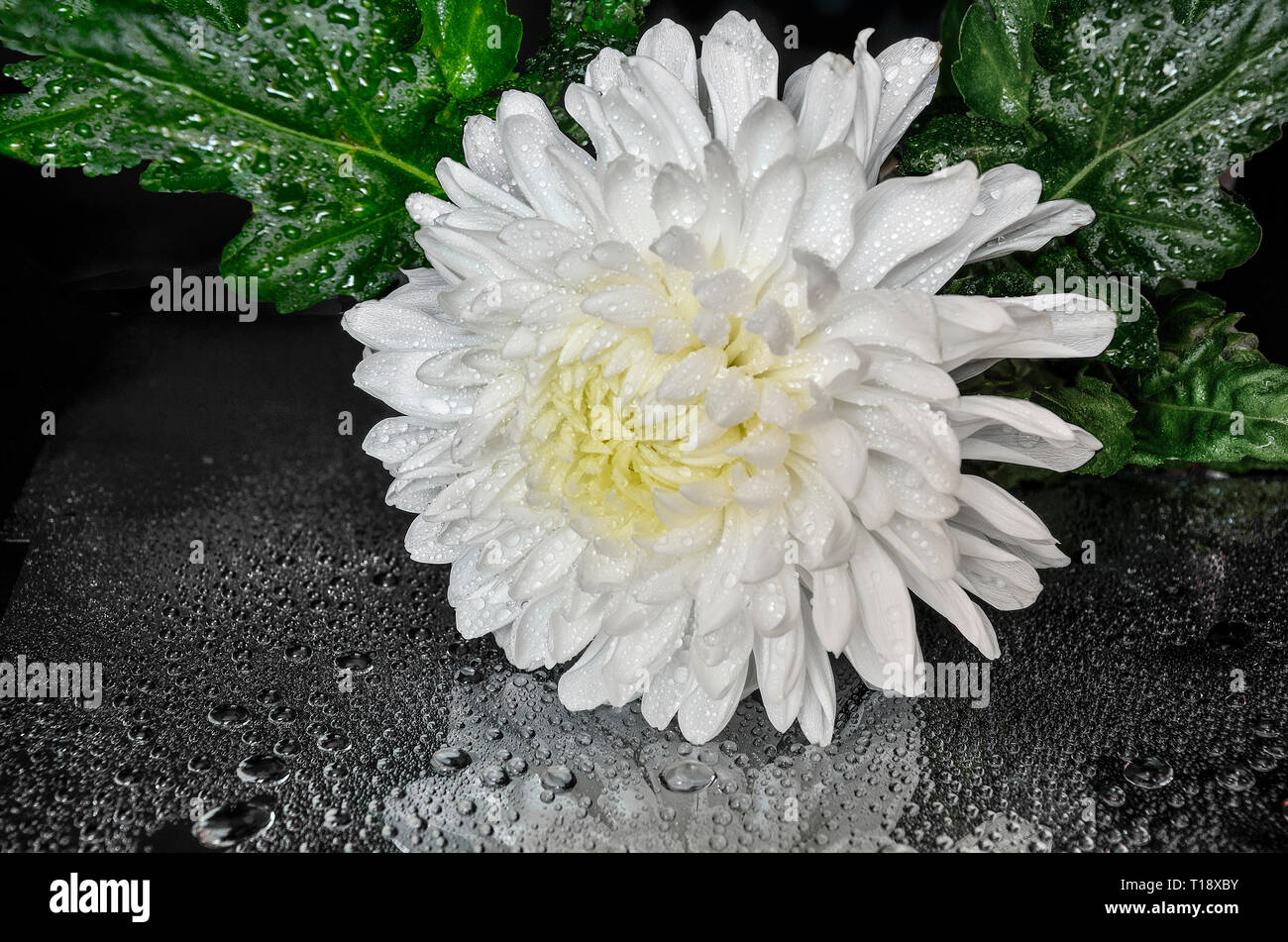 Single beautiful white dew chrysanthemum flower on black background with water drops and reflection. Concept of purity, harmony and freshness for helt Stock Photo