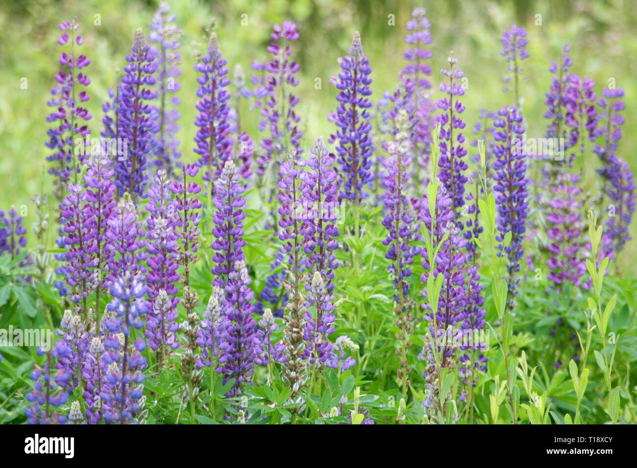 a larger number of narrow-lupine (Lupinus angustifolius) Stock Photo