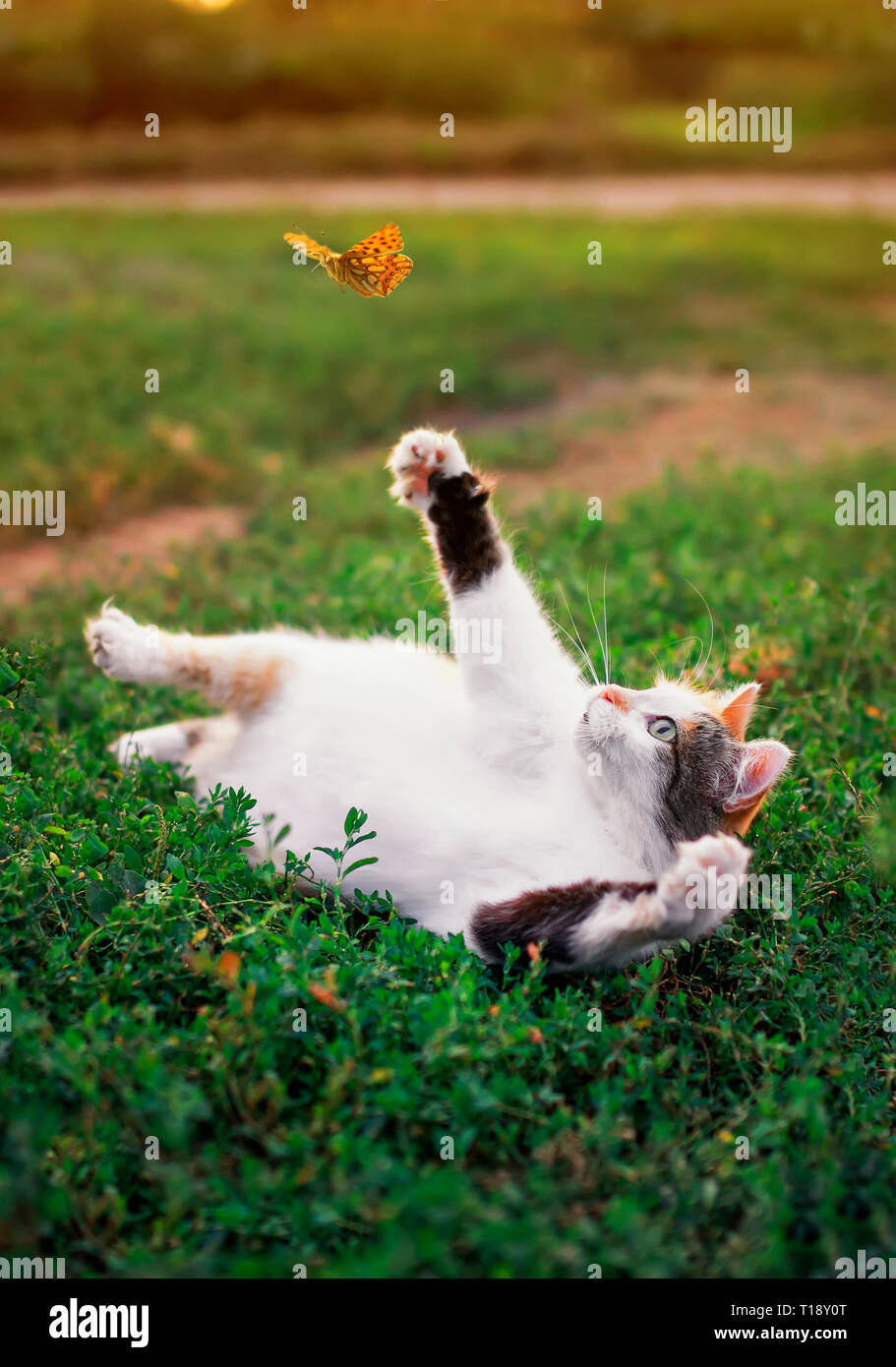 Fat cat paw 2025