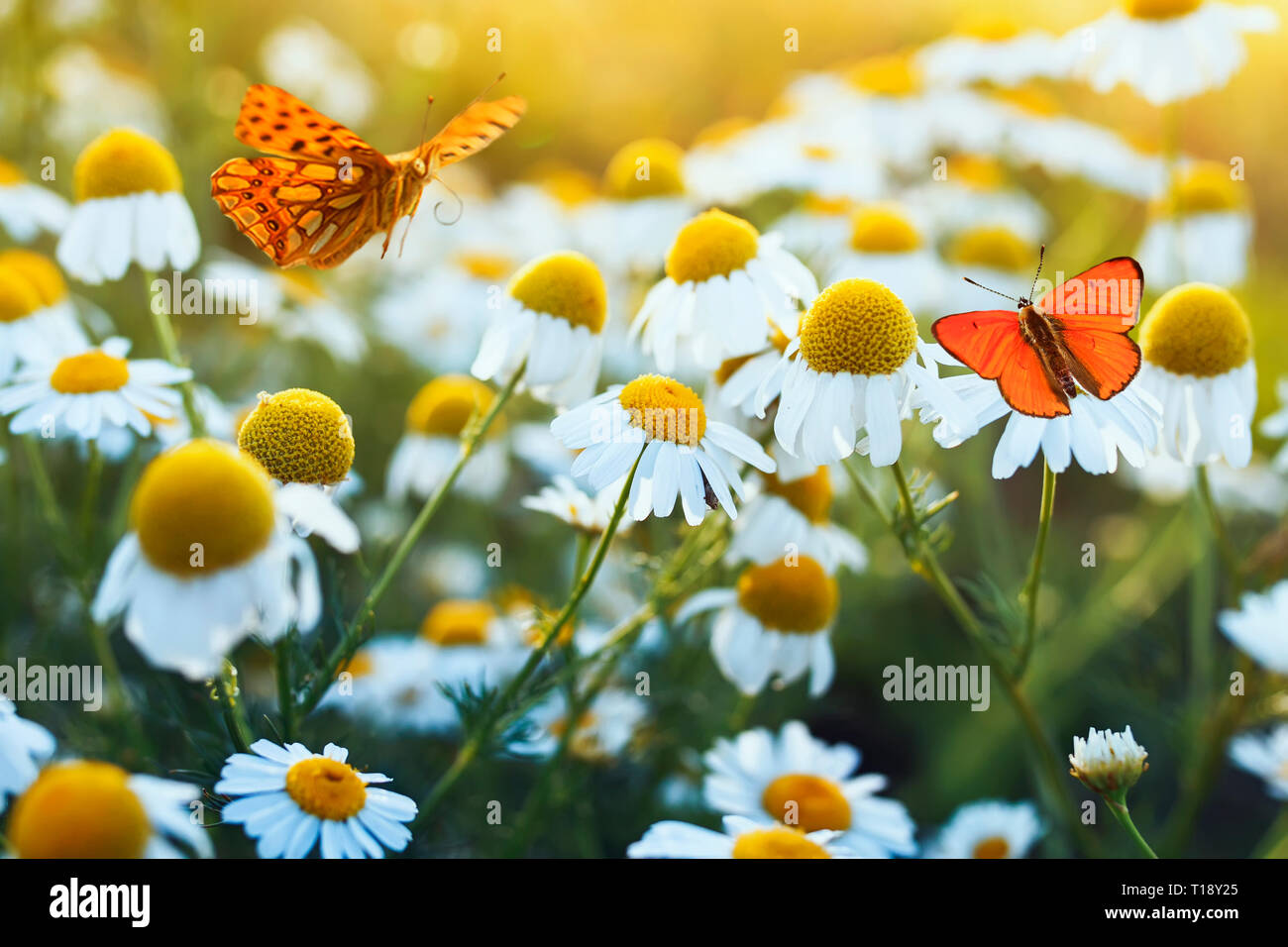 different beautiful butterflies fluttering and sitting on a bright 