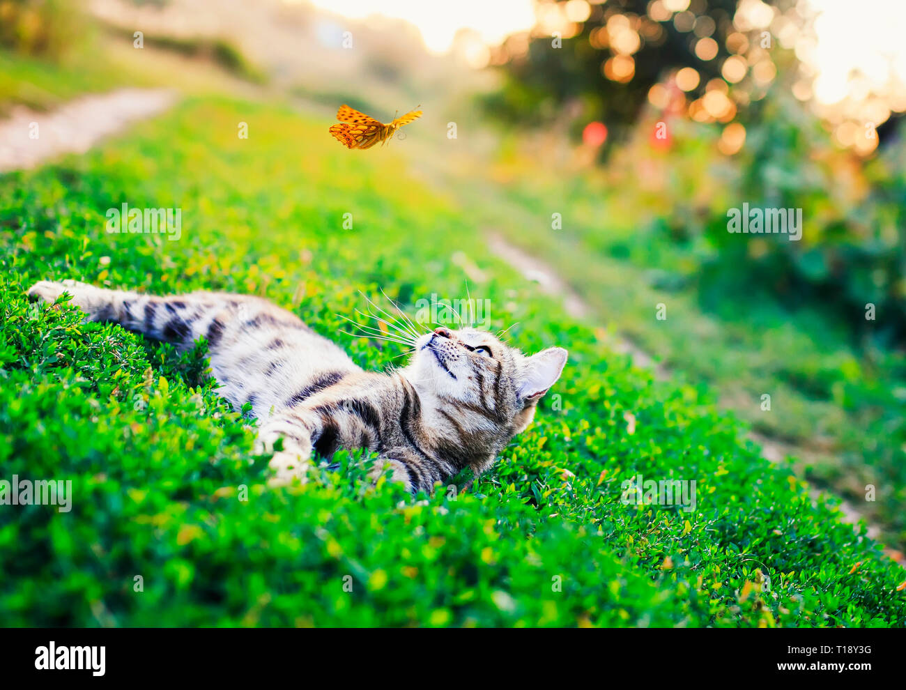 portrait of a cute striped cat lying in the grass in a Sunny meadow and ...