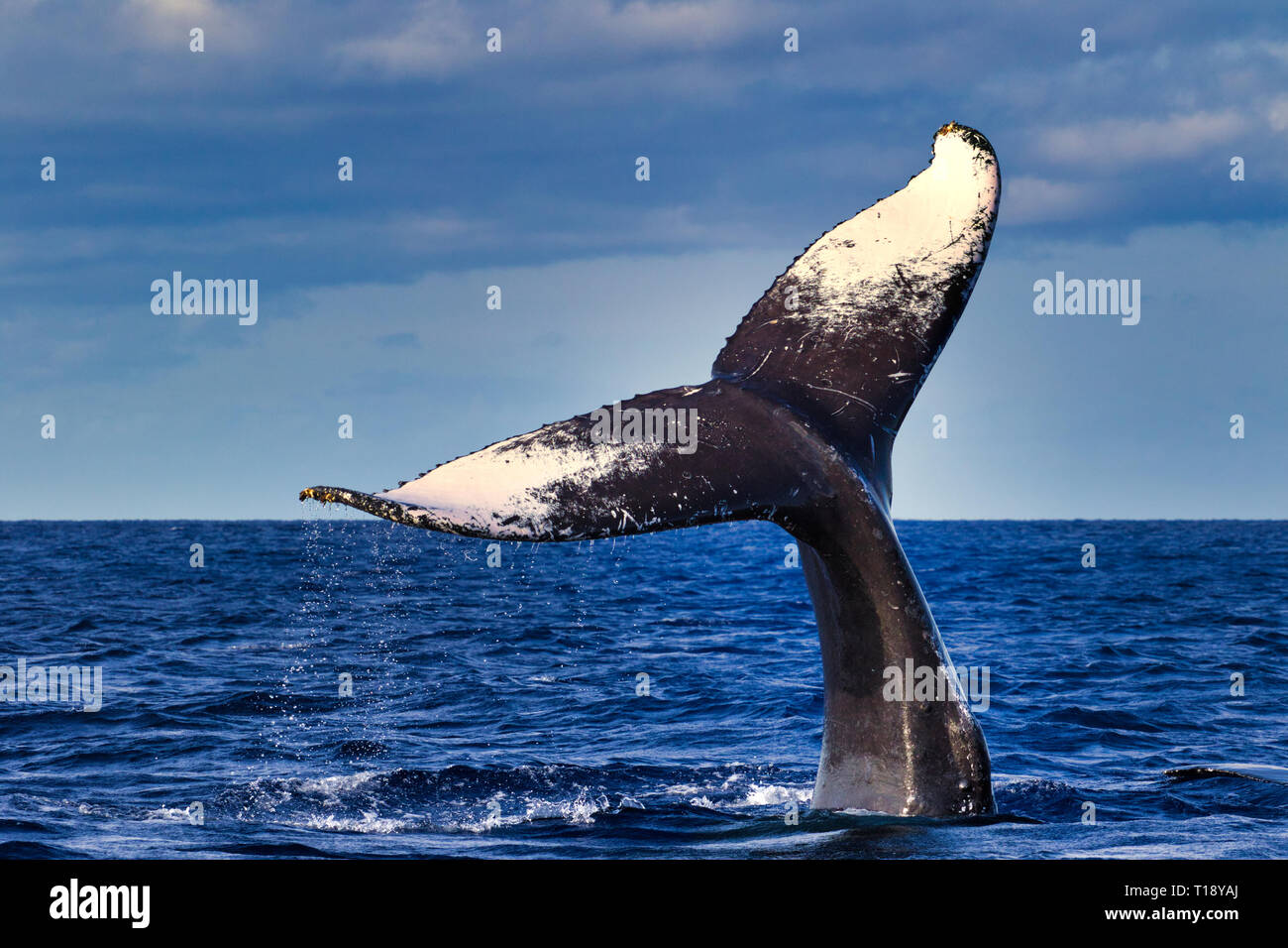 Humpback whale showing tail fluke hi-res stock photography and images ...