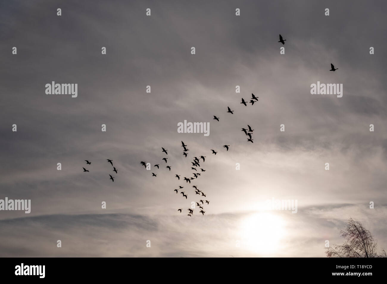 Wild geese on the sky Stock Photo