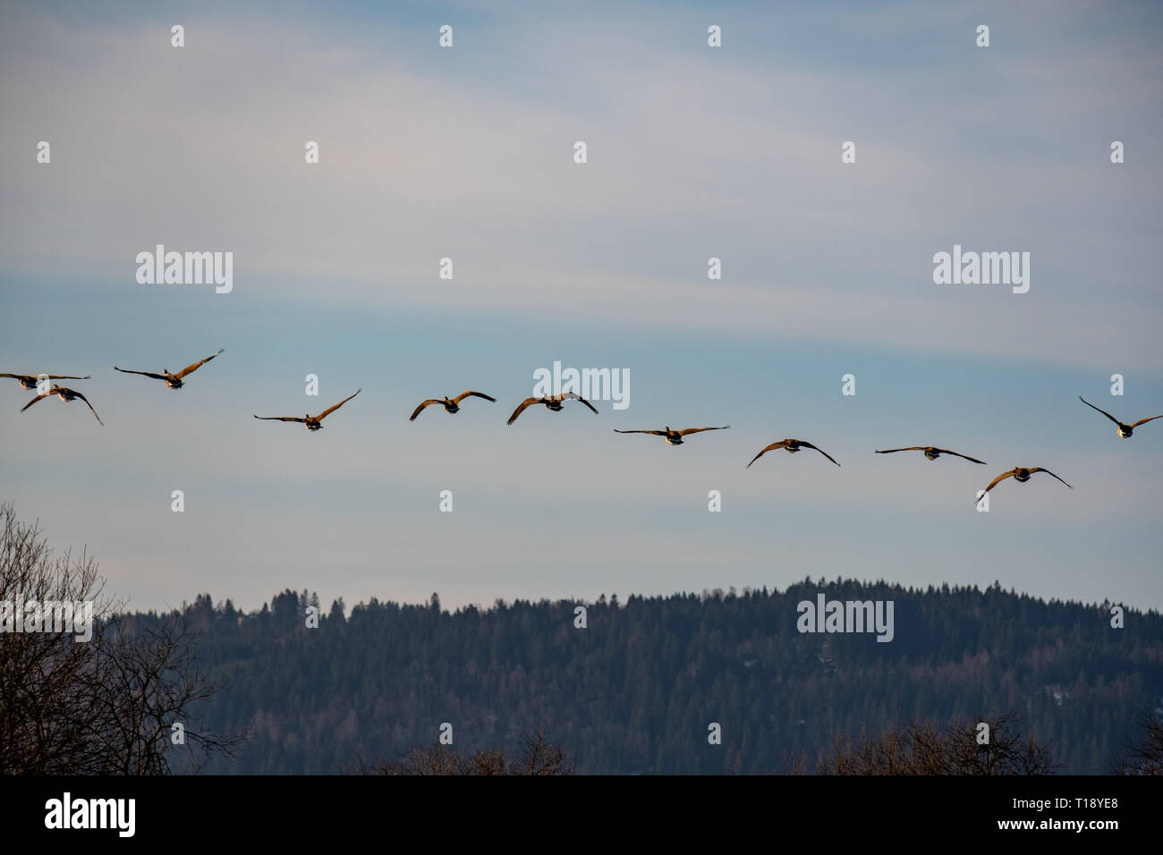 Wild geese on the sky, flying away Stock Photo