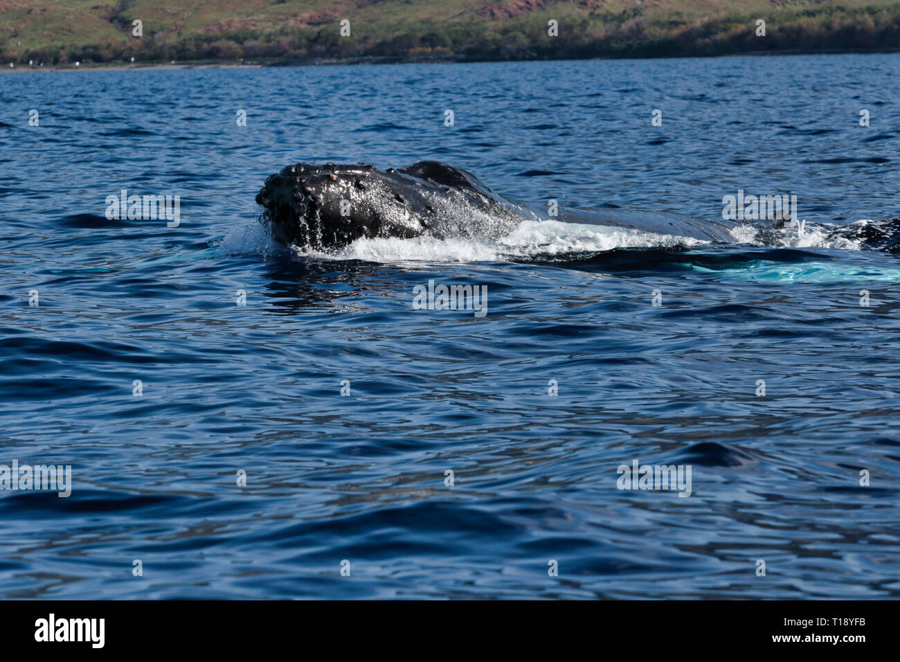 Young humpback whale breaking the surface during a whale watch near Lahaina on Maui. Stock Photo