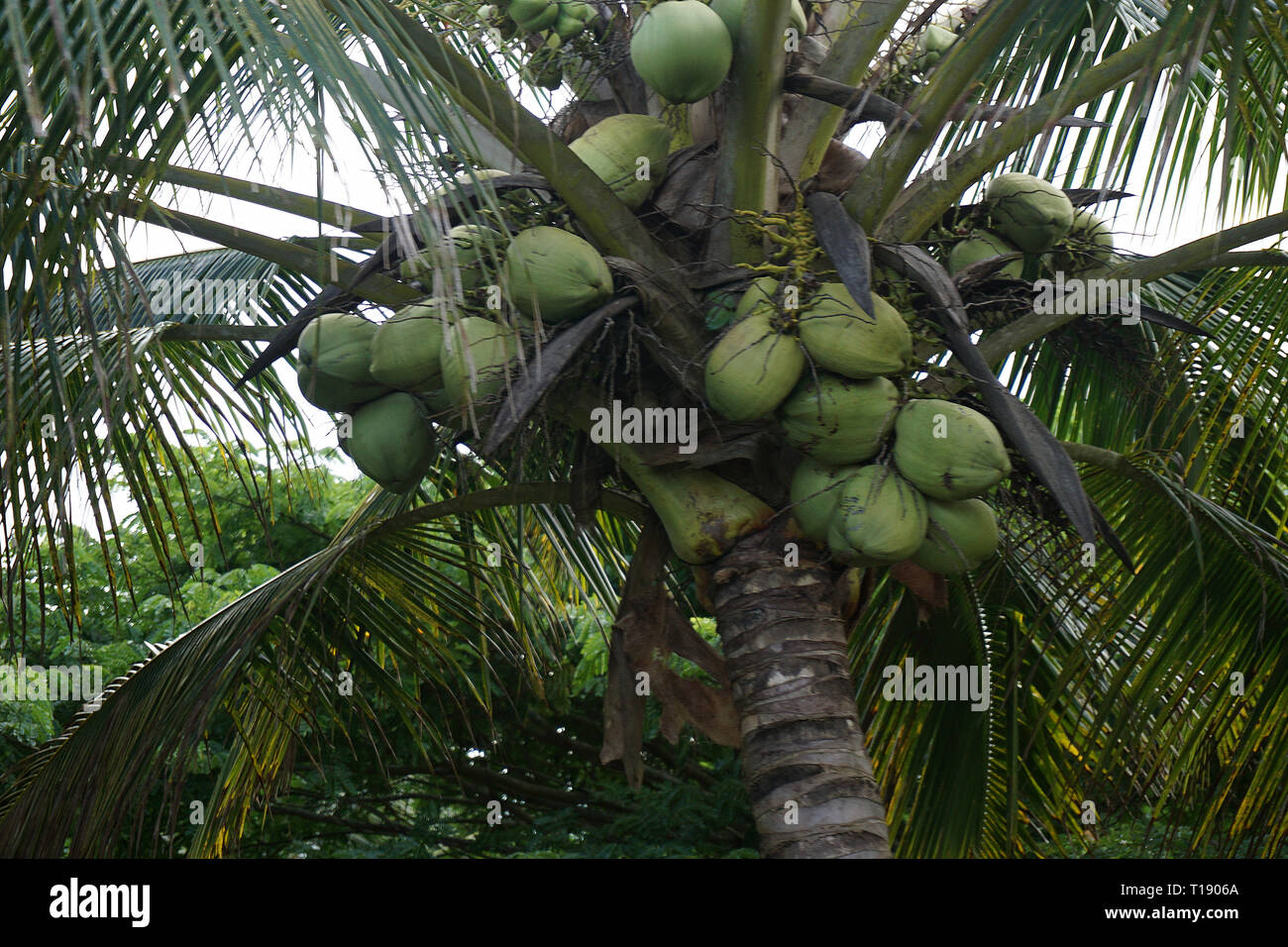 Green coconuts hires stock photography and images Alamy