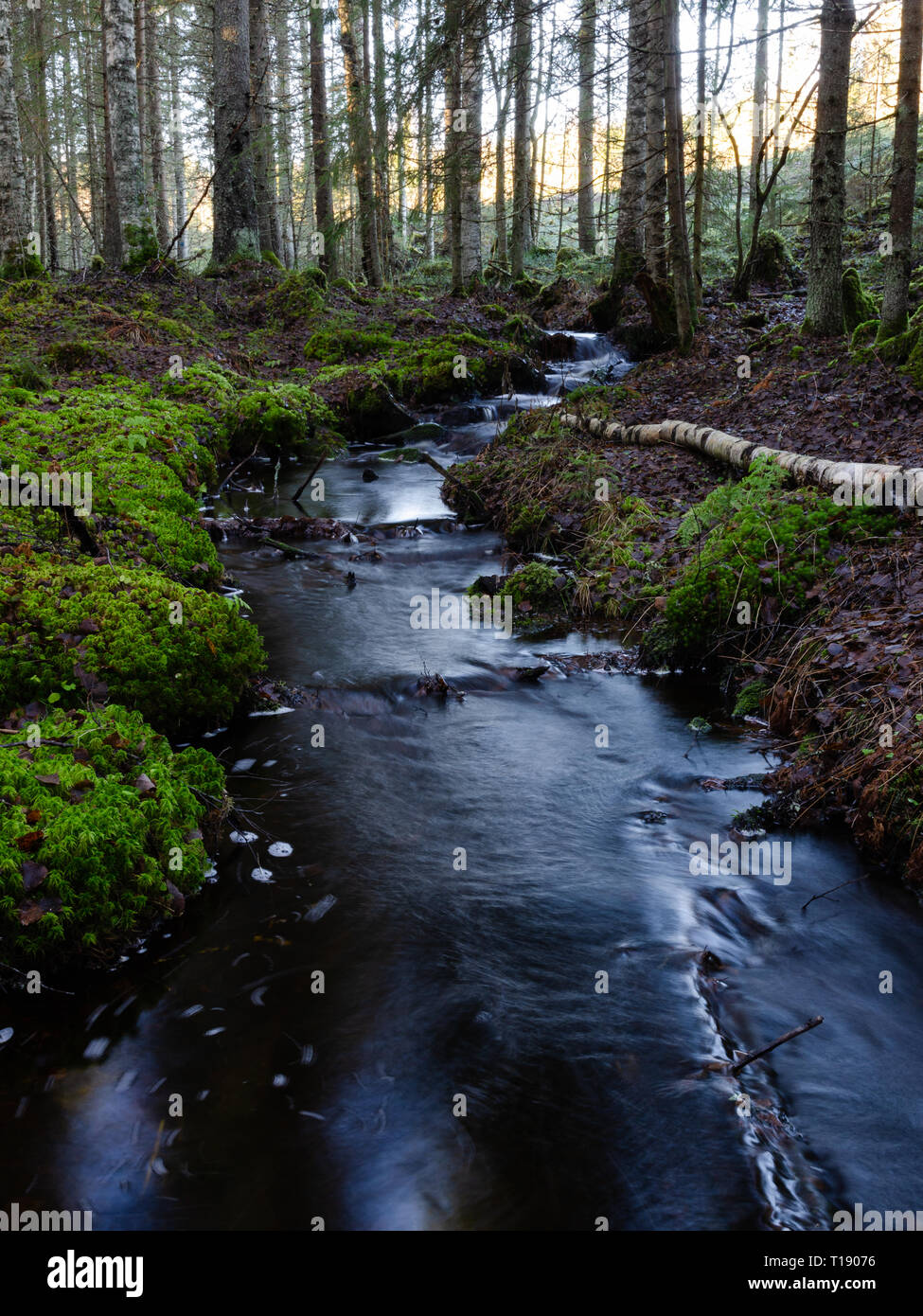 A dark forest creek slowly flowing Stock Photo
