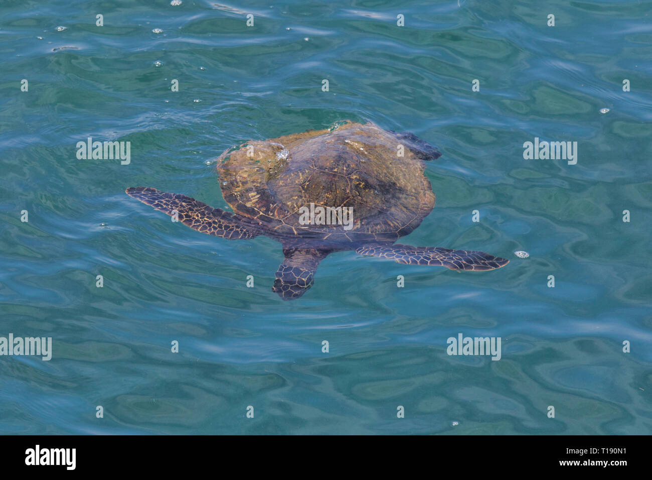 Green sea turtle swimming in crystal clear waters on Maui. Stock Photo