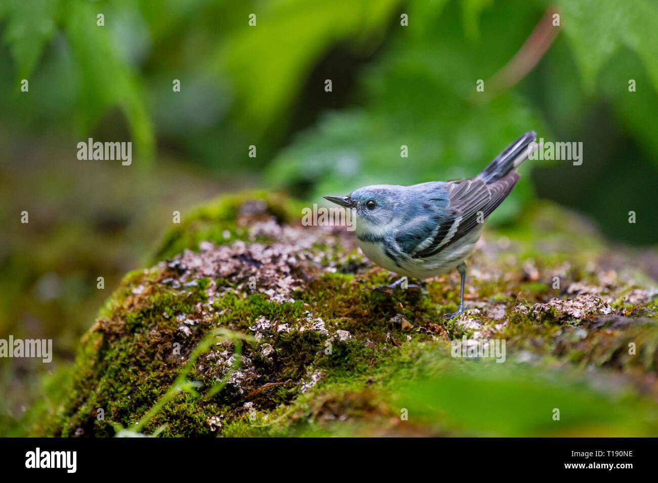 A bright blue Cerulean Warbler perched on a mossy covered log in the bright green forest. Stock Photo