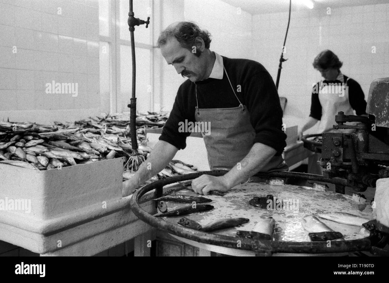 Isle of Man, Douglas, 1970s. Fishing industry fish processing factory