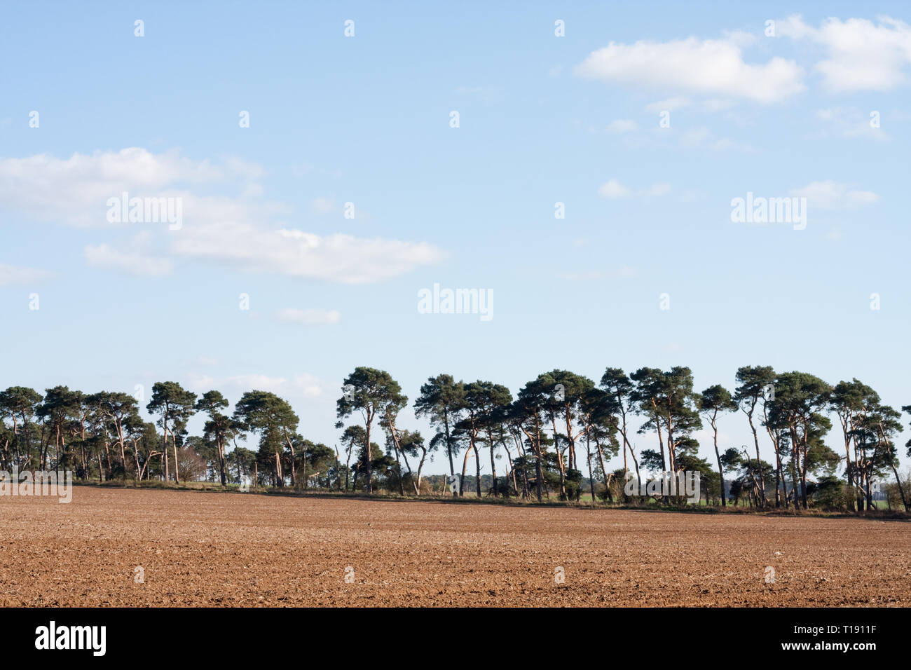 Lines of Scots pine trees edging fields in the Brecklands Stock Photo