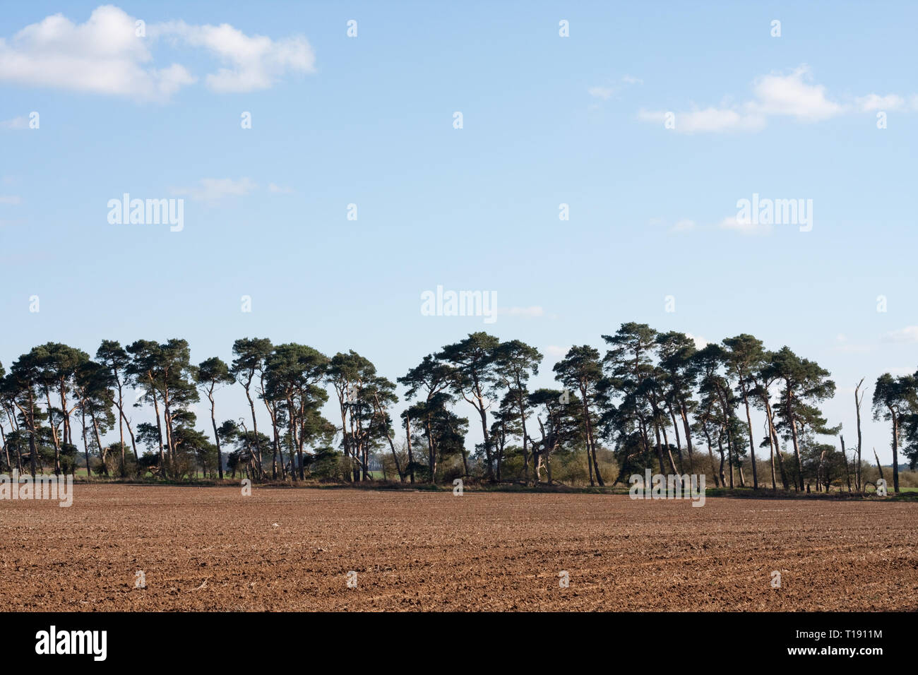 Lines of Scots pine trees edging fields in the Brecklands Stock Photo