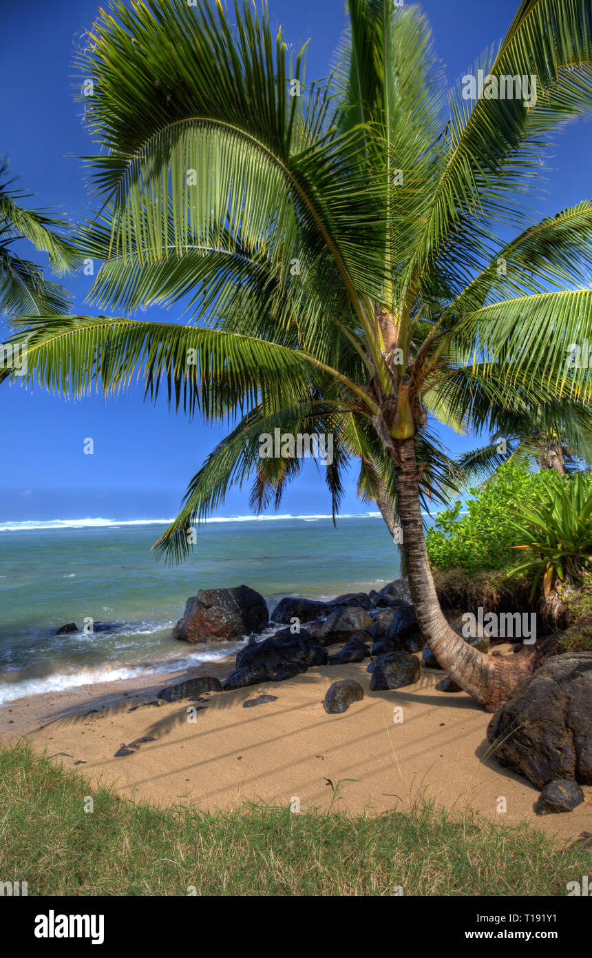 Small 2024 coconut tree