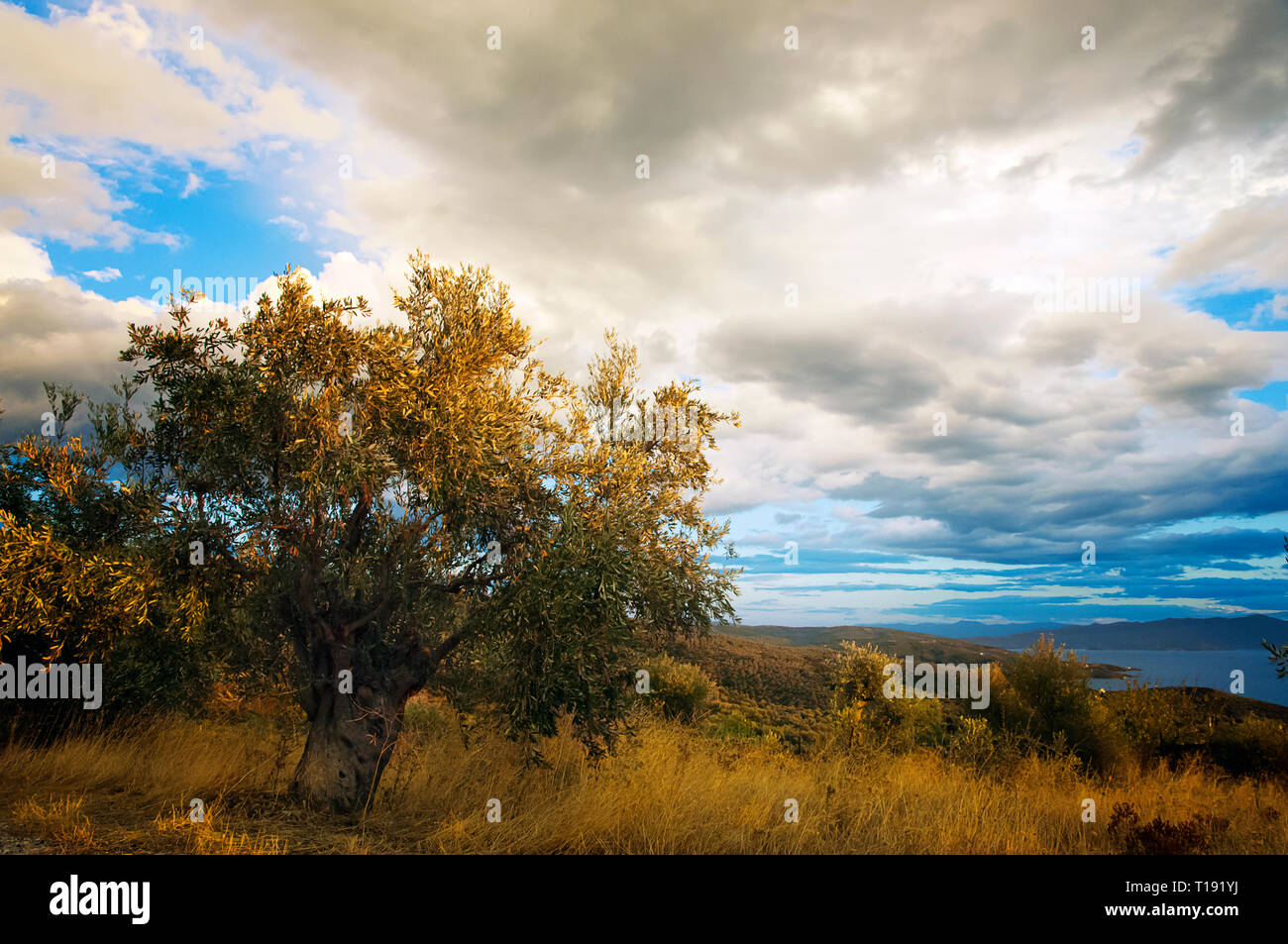 Landscape with olive tree on Pelion Peninsula, Thessaly, Greece Stock Photo