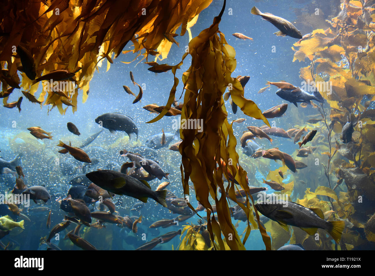 feeding frenzy in kelp forest Stock Photo