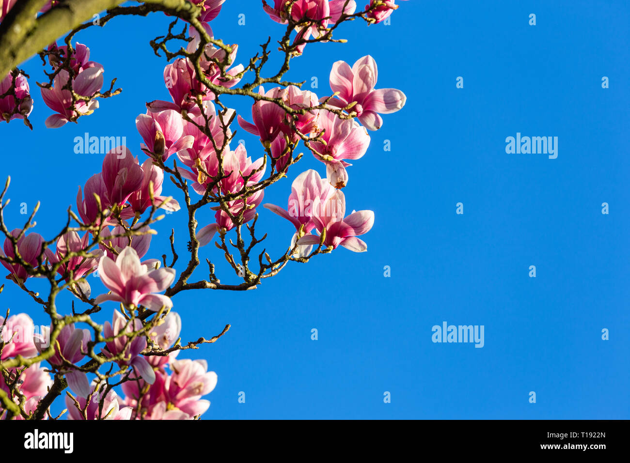 Magnolia tree full bloom hi-res stock photography and images - Alamy