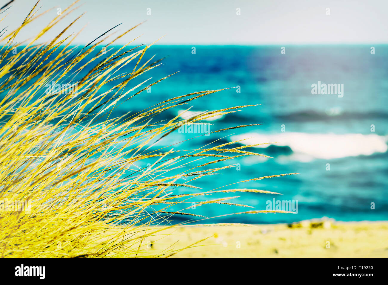 Seagrass on a beach at the Aegean Sea in Greece Stock Photo