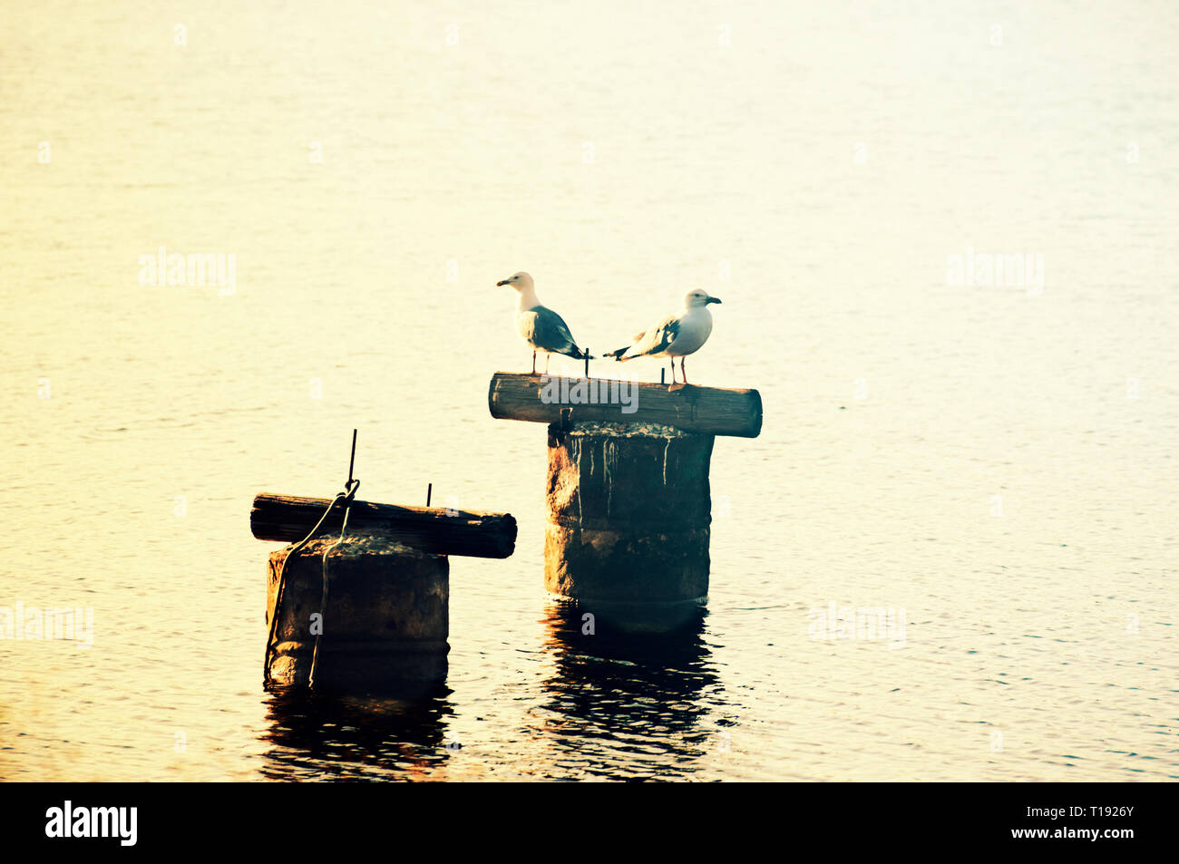 Two seagulls standing on the remains of a jetty Stock Photo