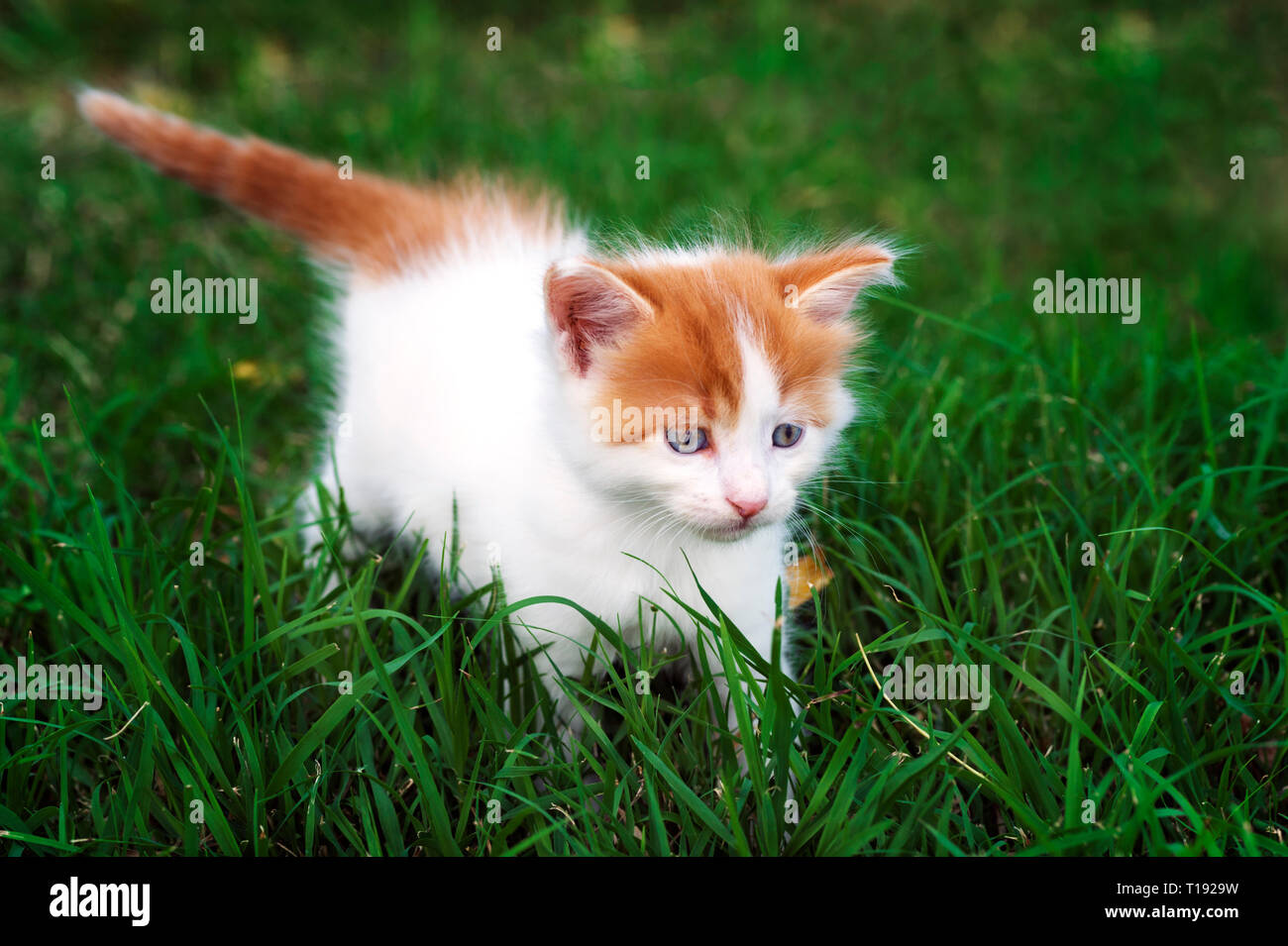 A beautiful white and red kitten is walking through lush green grass Stock Photo