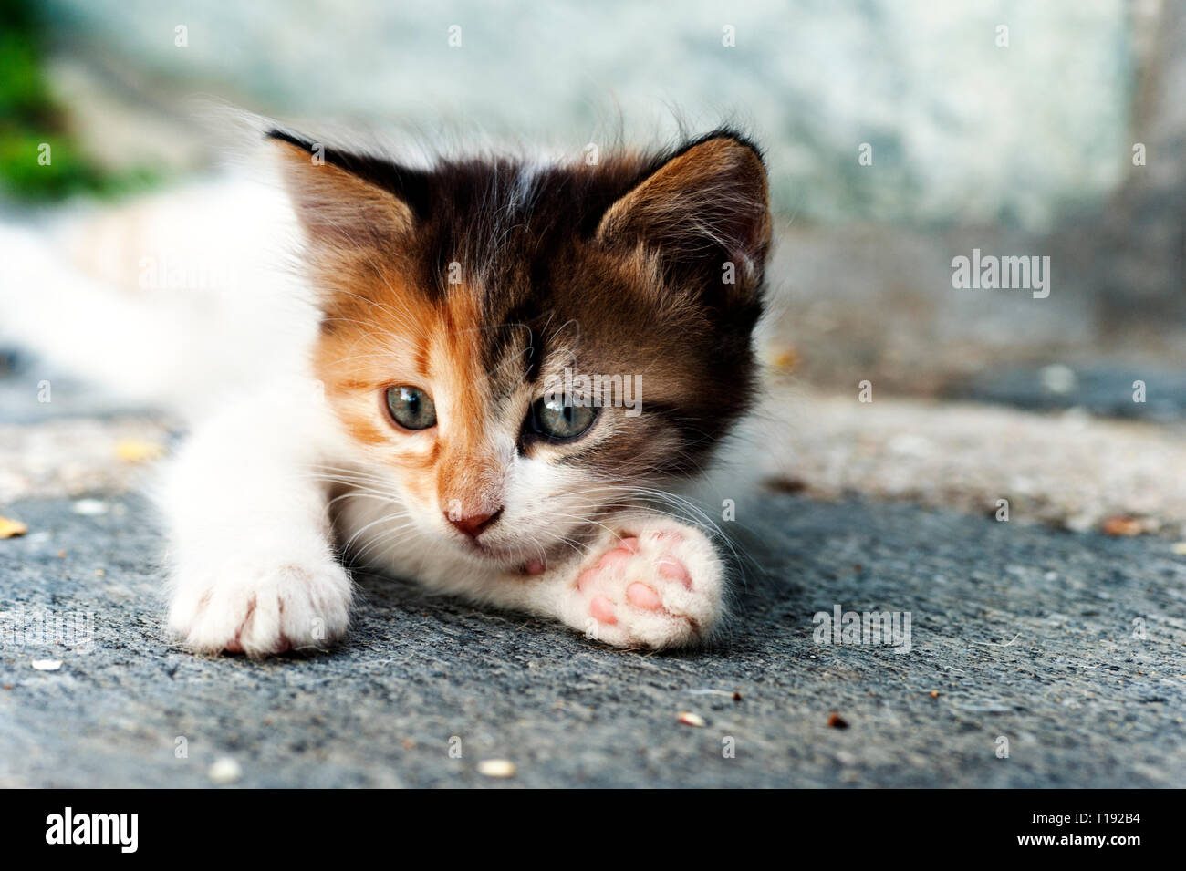 Close up of a calico kitten lying down outdoors Stock Photo