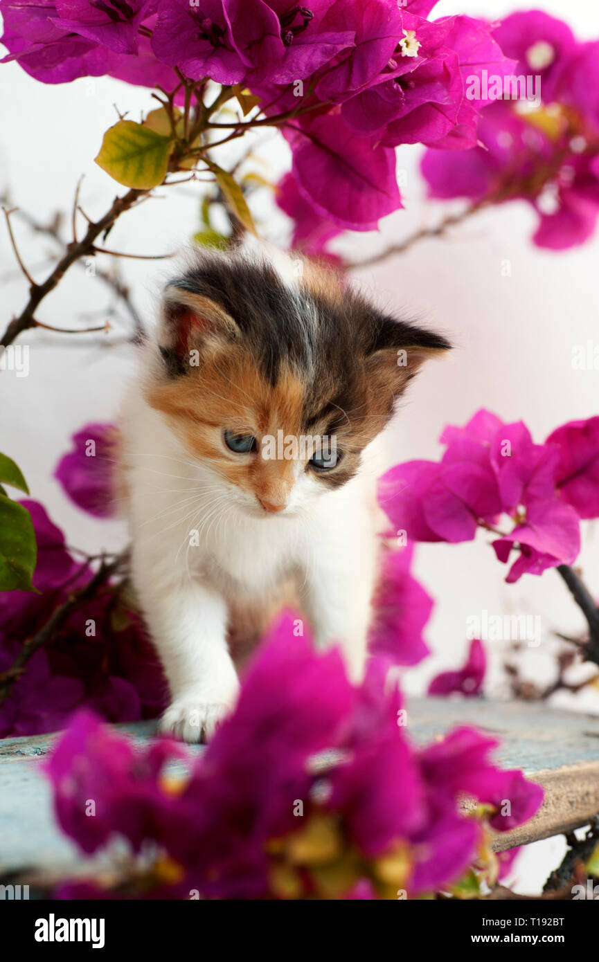 A calico kitten is sitting in a flowering plant outdoors Stock Photo