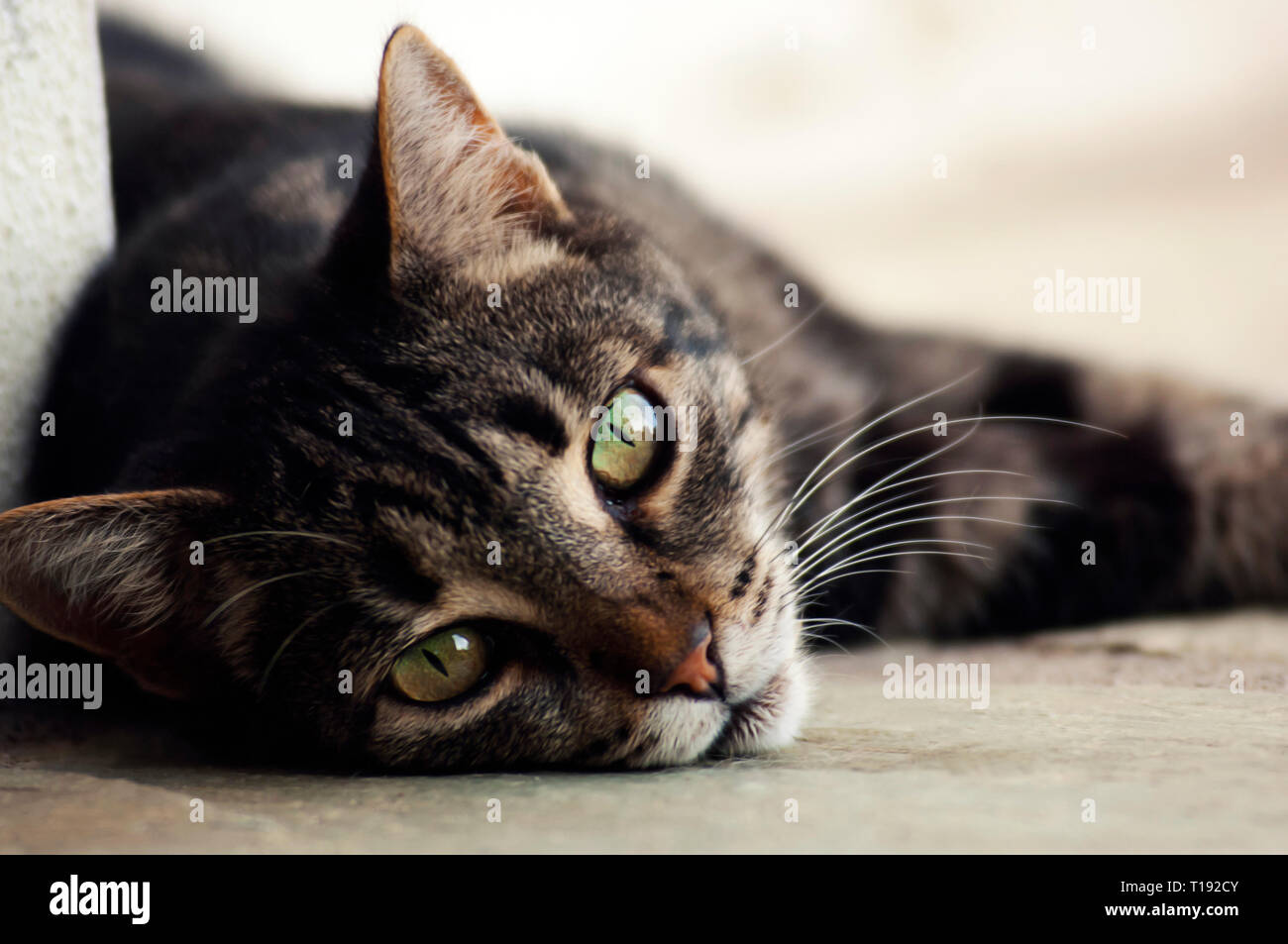 Close up of an adult cat lying on the floor and looking at camera Stock Photo