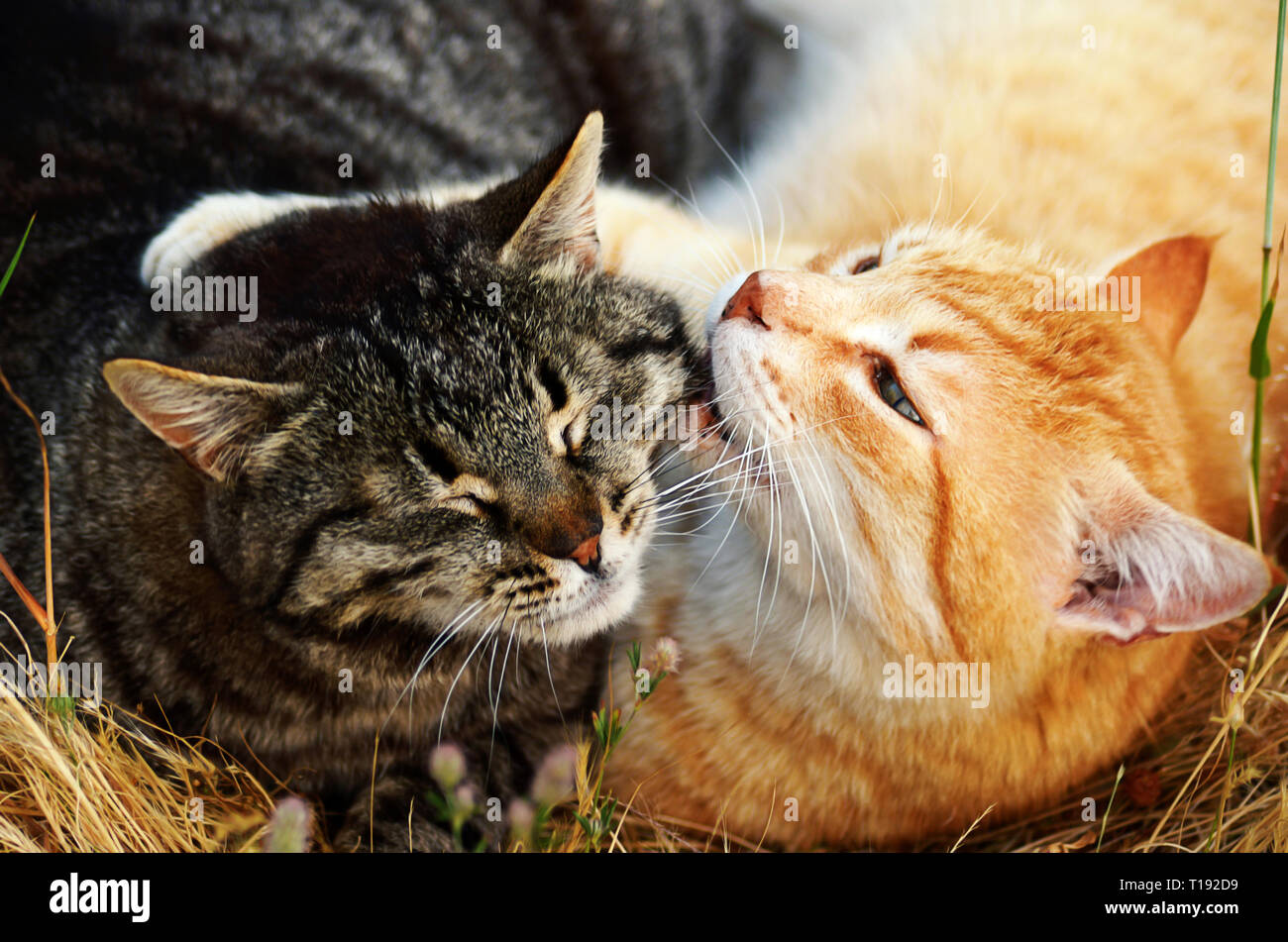 Close up of two cats lying in the grass and cuddling Stock Photo