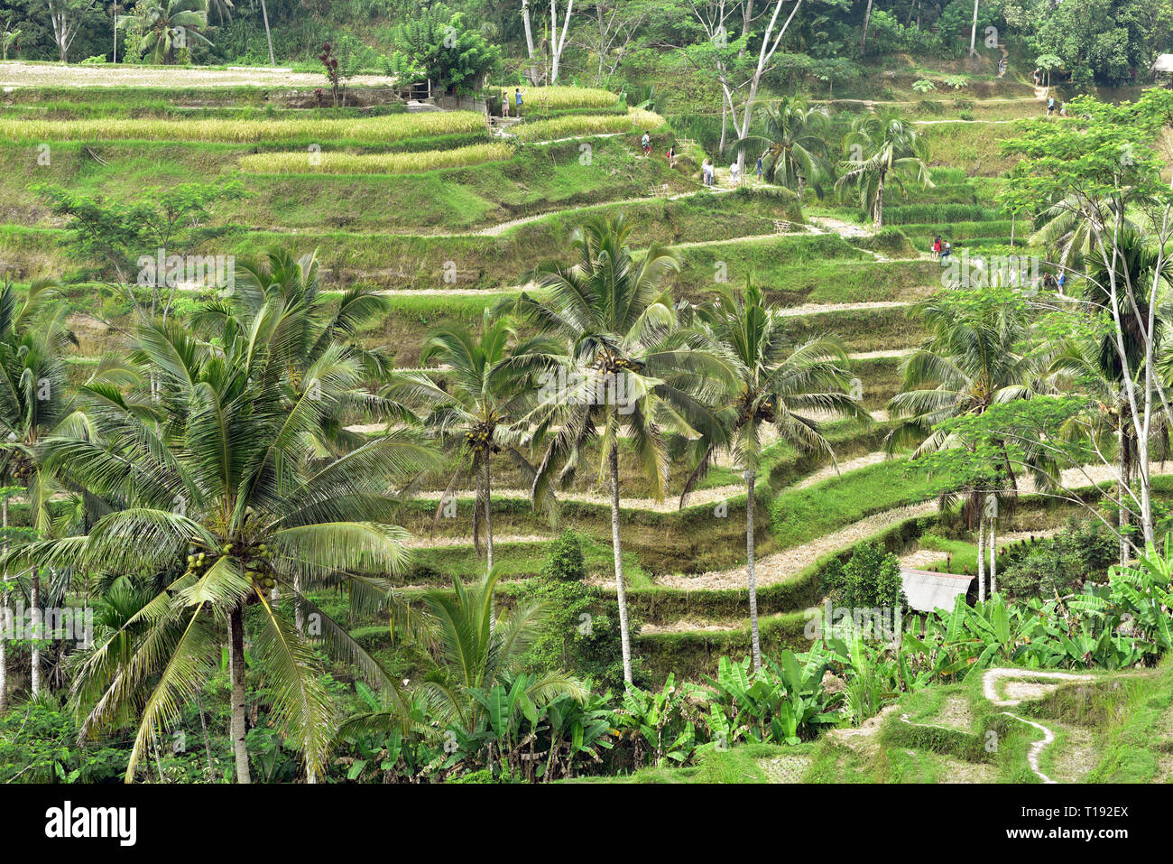 Tegalalang Rice Terrace is one of the famous tourist destination in ...