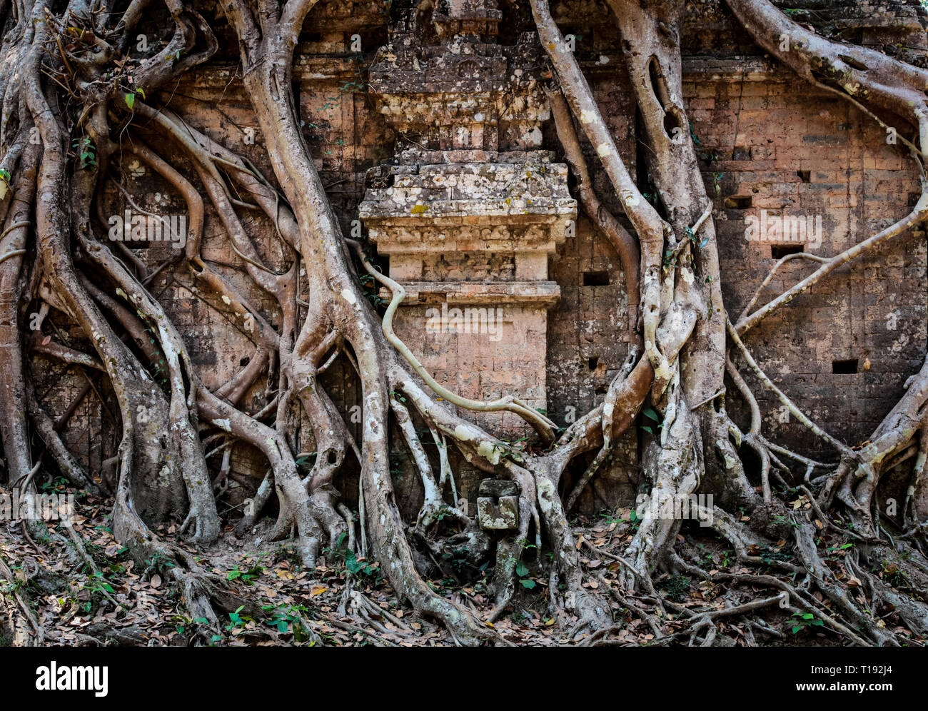 Regrowing Temples Close up of roots covering a temple wall Stock Photo - Alamy
