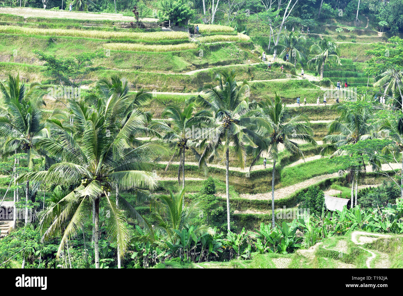 Tegalalang Rice Terrace is one of the famous tourist destination in ...