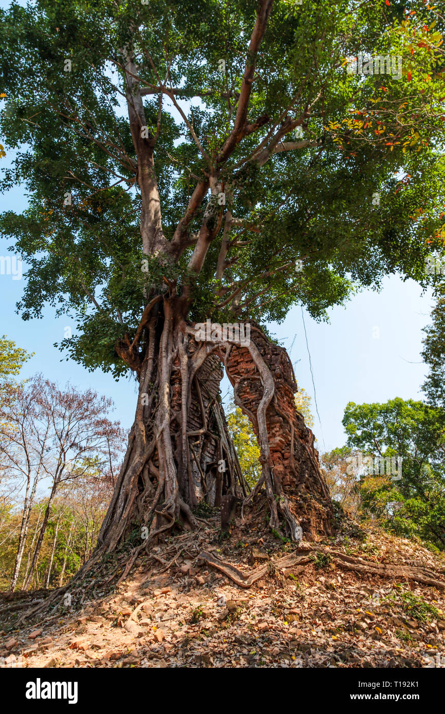 Roots of an old tree hold up an entrance to a temple that has fallen ...