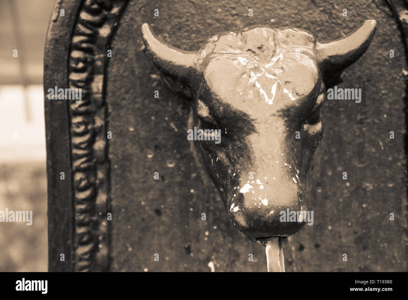 Drinking fountain bull, Retro styled Toret - Little bull - fountain in Turin, Italy Stock Photo