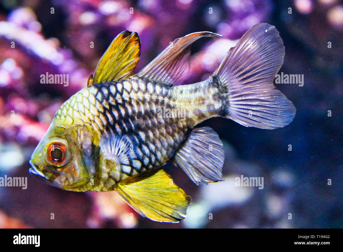 This unique picture shows an exotic fish. This photo was taken at Sea Life in Bangkok Thailand Stock Photo