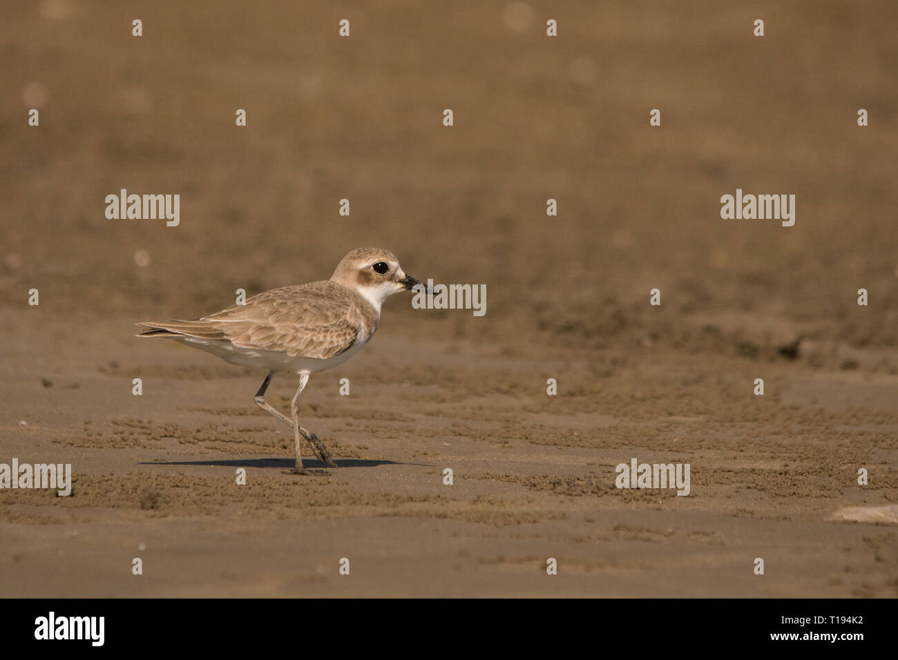 Greater Sand Plover / Charadrius leschenaultii Stock Photo