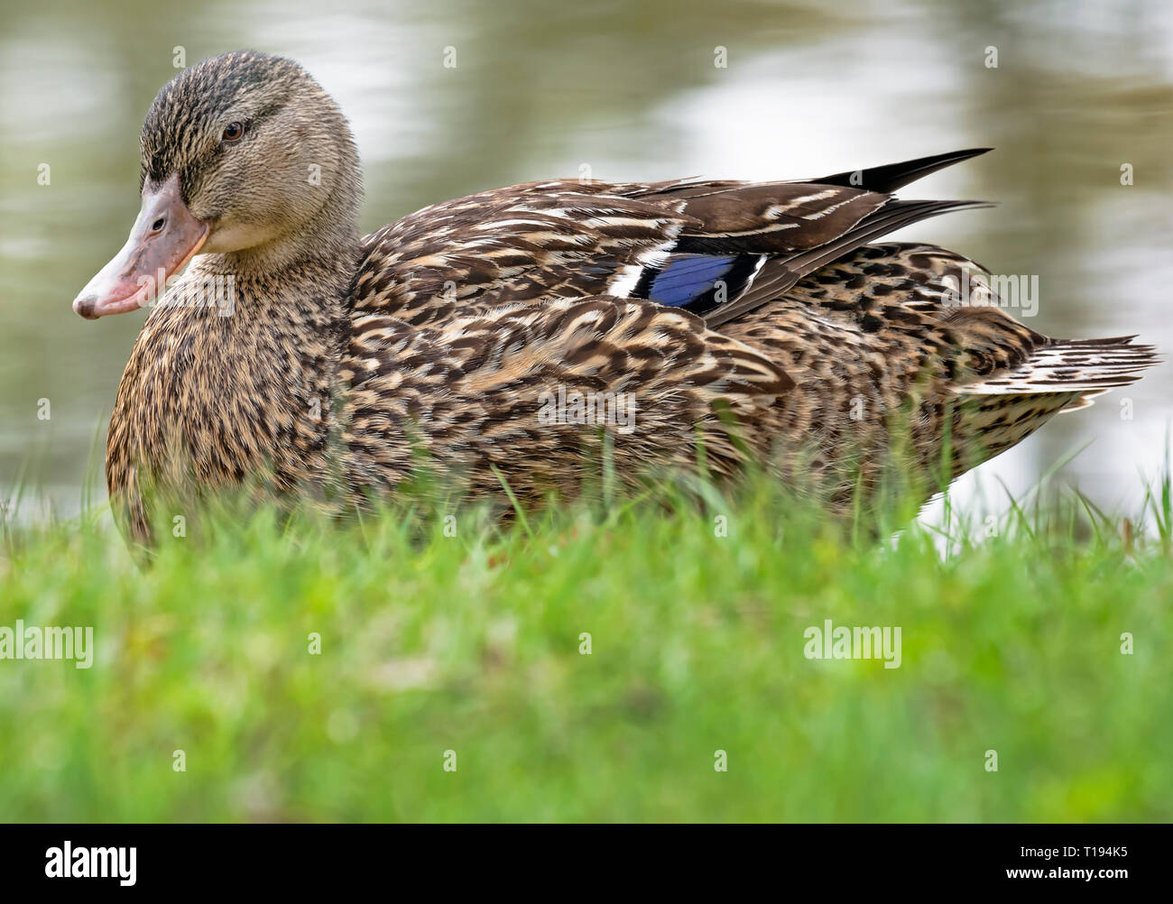 Mallard Duck (Female) Stock Photo